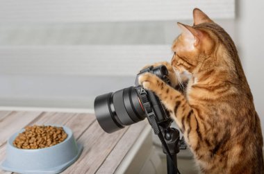 Evcil kedi - yemek fotoğrafçısı SLR kamerasında yemek fotoğrafı çekiyor.