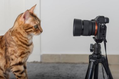 Kızıl bir kedi SLR kamerasının objektifine bakar..