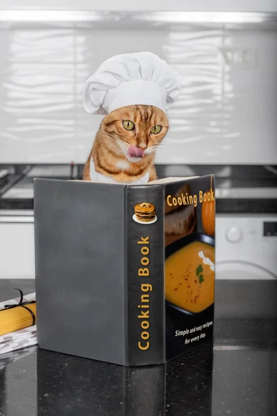 Portrait of a funny cat dressed as a chef deciding what to cook with a recipe book.