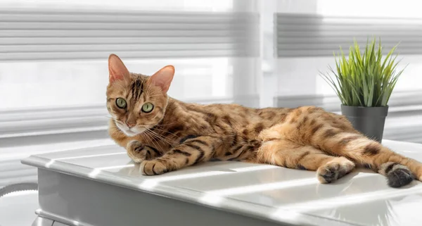 Red cat on a coffee table by the window. Living room interior.