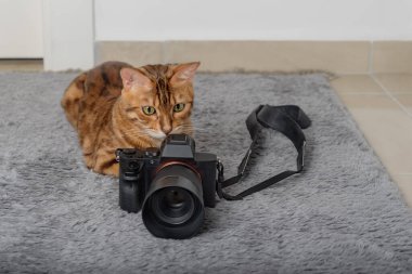 Bengal kedisi odadaki halıdaki kameranın yanında yatıyor..