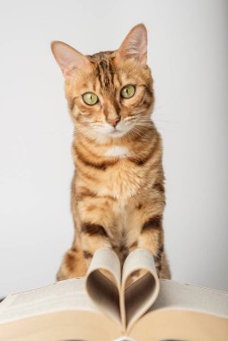 Beyaz arkaplan üzerine açık bir kitabı olan Bengal kedisi. Seçici odak.