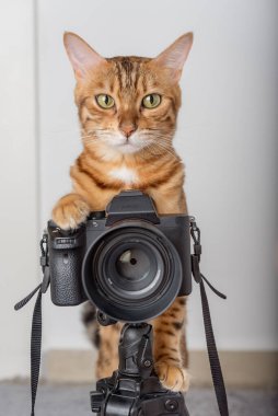 Bengal kedisi. Bir fotoğrafçı evdeki bir tripodun üzerinde fotoğraf çeker..