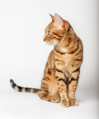 Beyaz arka planda sevimli Bengal kedisi. Sevimli kırmızı hayvan..