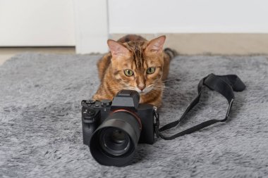 Bengal kedisi odadaki halıdaki kameranın yanında yatıyor..