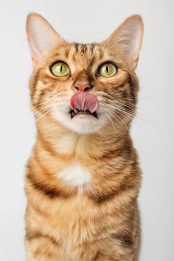 Bengal stetair kedisinin portresi beyaz arka planda. Dikey çekim.