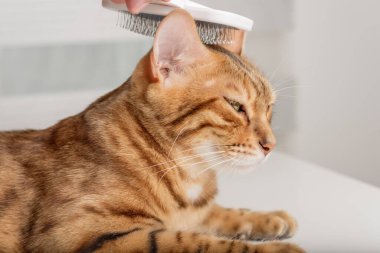 Sahibi Bengal kedisini dikkatlice tarıyor. Hayvan bakımı.