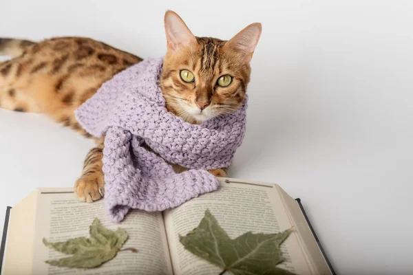 Bengal cat in a knitted scarf with a book and dry leaves on a white background.