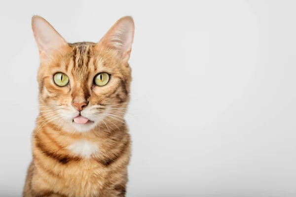 Porträt Einer Bengalischen Kurzhaarkatze Nahaufnahme Auf Weißem Hintergrund Kopierraum — Stockfoto