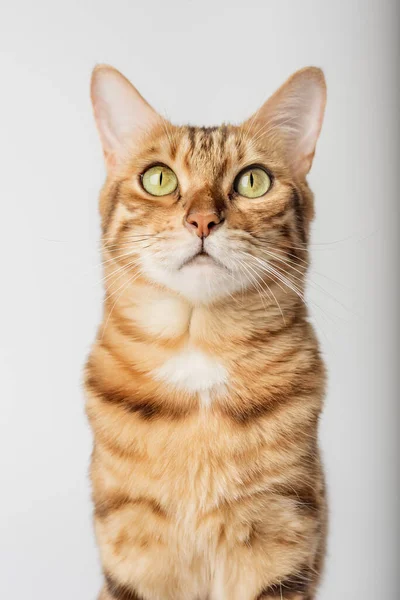 Portrét Bengálské Krátkosrsté Kočky Zblízka Bílém Pozadí Svislý Výstřel — Stock fotografie
