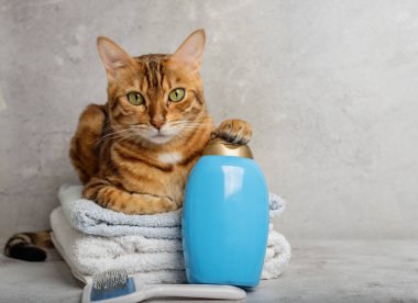 Hayvan bakımı. Hayvan yıkama ve hijyen aletleri olan sevimli bir kedi. Hayvan bakım salonu. Boşluğu kopyala.