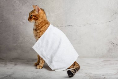 Banyo yaptıktan sonra havluyla Bengal kedisi. Boşluğu kopyala.
