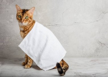 Banyo yaptıktan sonra havluyla Bengal kedisi. Boşluğu kopyala.