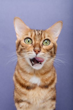 Mavi arka planda Bengal kedisi yalamak. Aç kedi izole edilmiş.