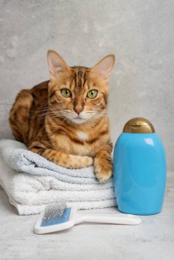 Hayvan bakımı. Hayvan yıkama ve hijyen aletleri olan sevimli bir kedi. Hayvan Bakım Salonu.