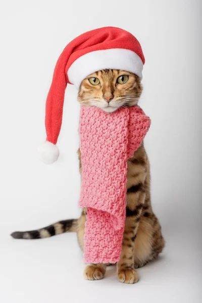 Vtipná Bengálská Kočka Vánočním Klobouku Izolovaném Bílém Pozadí Cat Santa — Stock fotografie