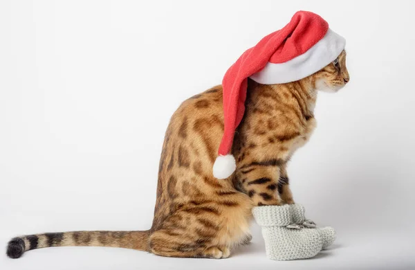 Rolig Bengalisk Katt Jul Hatt Isolerad Vit Bakgrund Katt Santa — Stockfoto