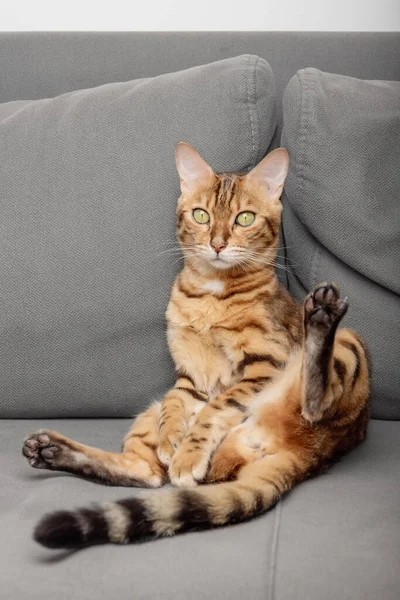Eine Faule Bengalkatze Liegt Auf Einem Grauen Sofa — Stockfoto