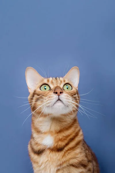 Gato Puro Sobre Fundo Azul Gato Está Isolado Retrato Gato — Fotografia de Stock