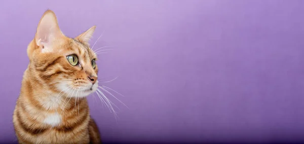 蓝底纯正的猫 这只猫被隔离了 孟加拉猫的肖像 复制空间 — 图库照片