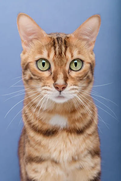 Reinrassige Katze Auf Blauem Hintergrund Die Katze Ist Isoliert Porträt — Stockfoto