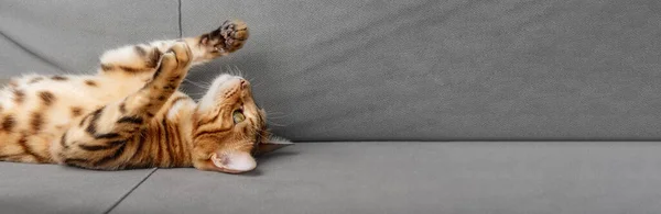 Eine Faule Bengalkatze Liegt Auf Einem Grauen Sofa Kopierraum — Stockfoto