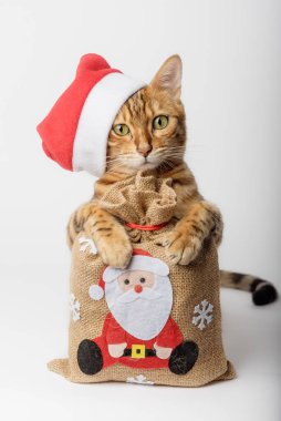Bir çanta dolusu hediye almış Bengal kedisi. Noel ve Yeni Yıl konsepti. Şapkalı kedi. Noel dekoru, Noel ağacı süslemesi.