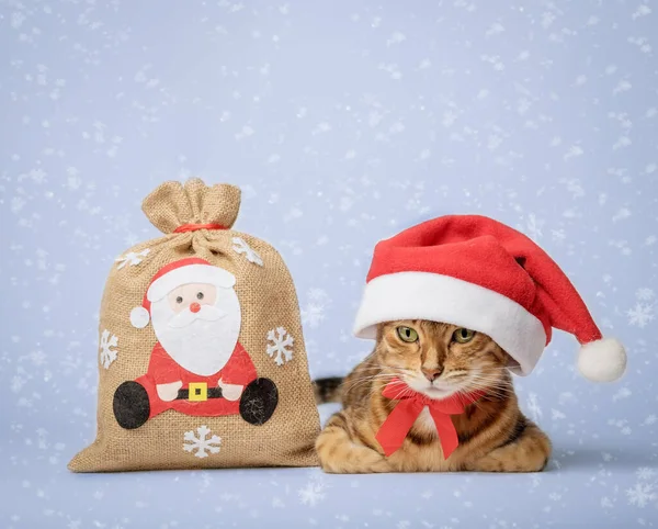 Bengal cat with a bag of gifts isolated. Christmas and New Year concept. Cat in a hat. Christmas decor, Christmas tree decoration. Copy space.
