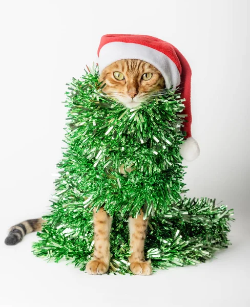 Рождественская Кошка Шляпе Санты Завернутая Зеленую Ленту Мишуру Гирлянду Кот — стоковое фото