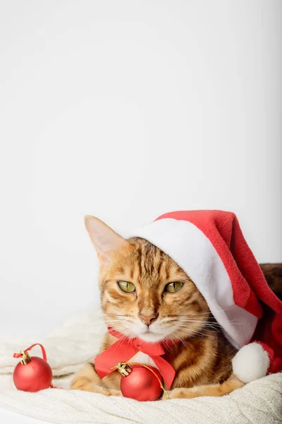 Ginger Kot Santa Kapelusz Dekoracje Świąteczne Izolowane Tle Koncepcja Bożego — Zdjęcie stockowe