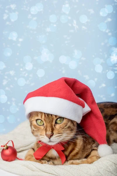모자를 고양이와 크리스마스 장식들은 배경에 분리되어 크리스마스와 컨셉이야 — 스톡 사진