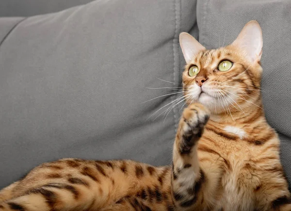 Eine Faule Bengalkatze Liegt Auf Einem Grauen Sofa Kopierraum — Stockfoto