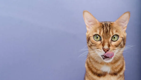 Bengalische Katze Lecken Auf Blauem Hintergrund Hungrige Katze Isoliert Kopierraum — Stockfoto