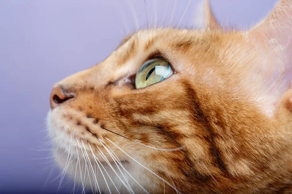 Schnauze Und Augen Einer Bengalischen Katze Großaufnahme Makrofotografie — Stockfoto