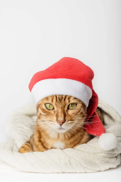 Портрет Бенгальской Кошки Шляпе Санты Концепция Празднования Нового Года Рождества — стоковое фото