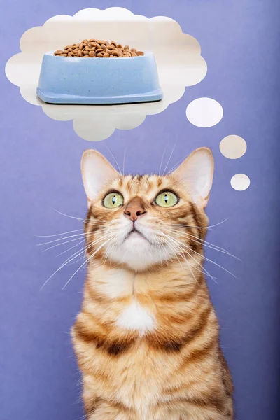 Portrait of a funny cat thinking about food. Bengal cat and thought cloud.