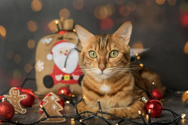 Gato Doméstico Jengibre Sienta Sobre Fondo Oscuro Con Luces Decoraciones — Foto de Stock