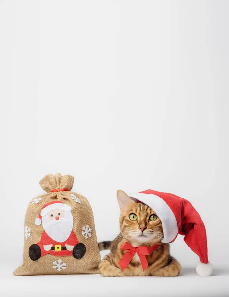 Gato Bengala Con Una Bolsa Regalos Aislados Concepto Navidad Año — Foto de Stock