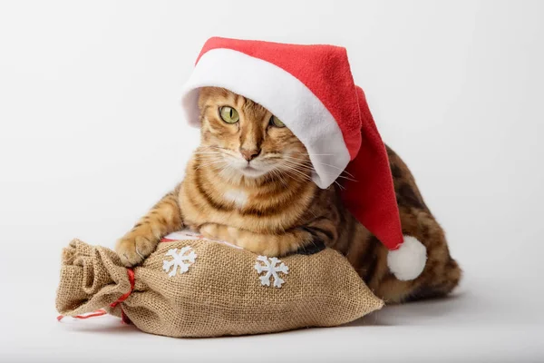 가방을 가지고 고양이 크리스마스와 컨셉이야 모자쓴 고양이 크리스마스 크리스마스 — 스톡 사진