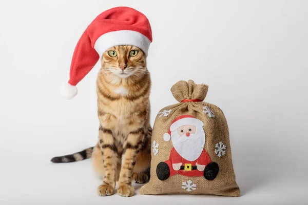 Bengalisk Katt Med Påse Med Gåvor Isolerad Jul Och Nyårskoncept — Stockfoto
