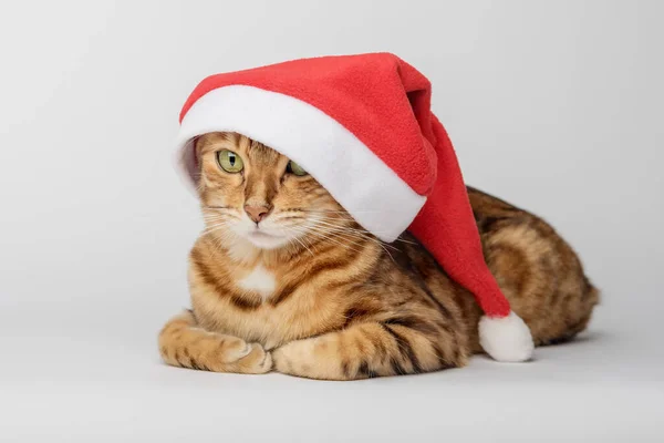 Chat Noël Dans Chapeau Rouge Père Noël Sur Fond Blanc — Photo