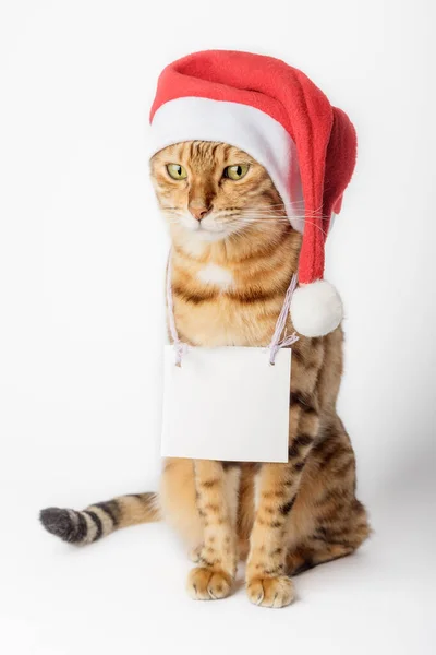 Chat Dans Chapeau Père Noël Tenant Signe Isolé Sur Fond — Photo