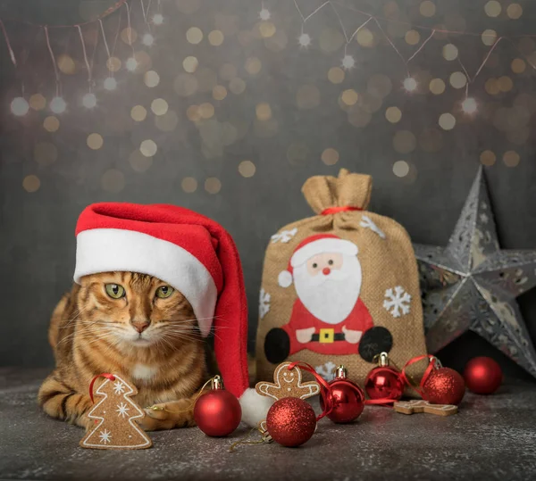 Gato Bengala Con Decoraciones Navideñas Sobre Fondo Negro Tarjeta Felicitación — Foto de Stock