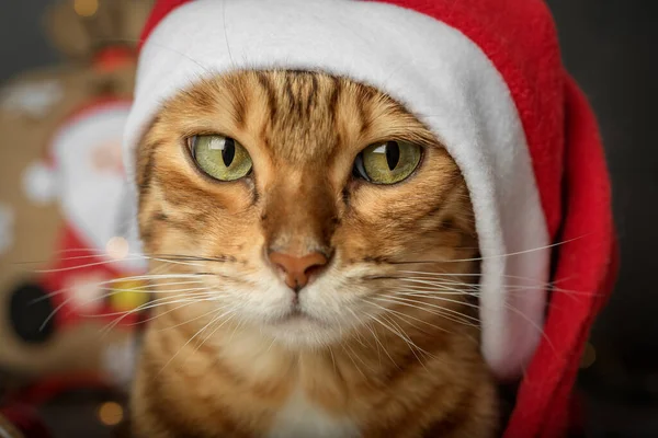 Tête Chat Dans Chapeau Père Noël Gros Plan Sur Fond — Photo