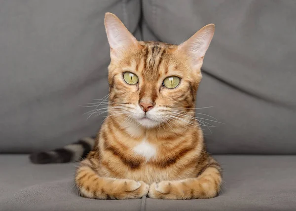 Eine Faule Bengalkatze Liegt Auf Einem Grauen Sofa — Stockfoto