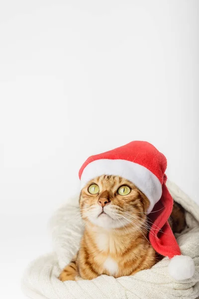 サンタの帽子にベンガル猫の肖像画 新年とクリスマスを祝うというコンセプト スペースのコピー — ストック写真