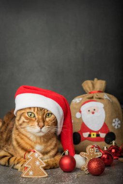 Siyah arkaplanda Noel süsleri olan Bengal kedisi. Tebrik kartı. Boşluğu kopyala.