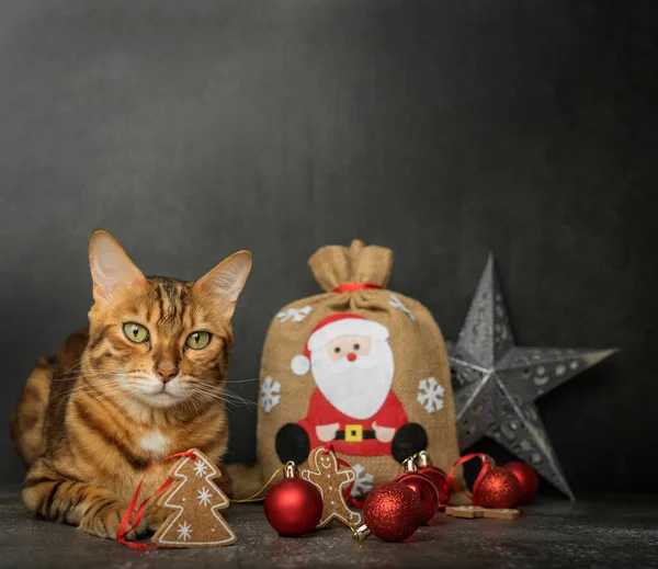 Gato Bengala Con Decoraciones Navideñas Sobre Fondo Negro Tarjeta Felicitación — Foto de Stock