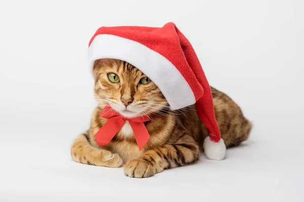 Kerstmis Kat Een Rode Santa Claus Hoed Een Witte Achtergrond — Stockfoto