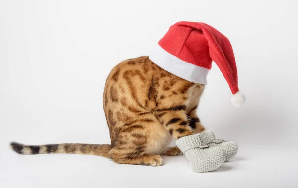 Смешная Бенгальская Кошка Рождественской Шляпе Белом Фоне Кот Санта Красной — стоковое фото
